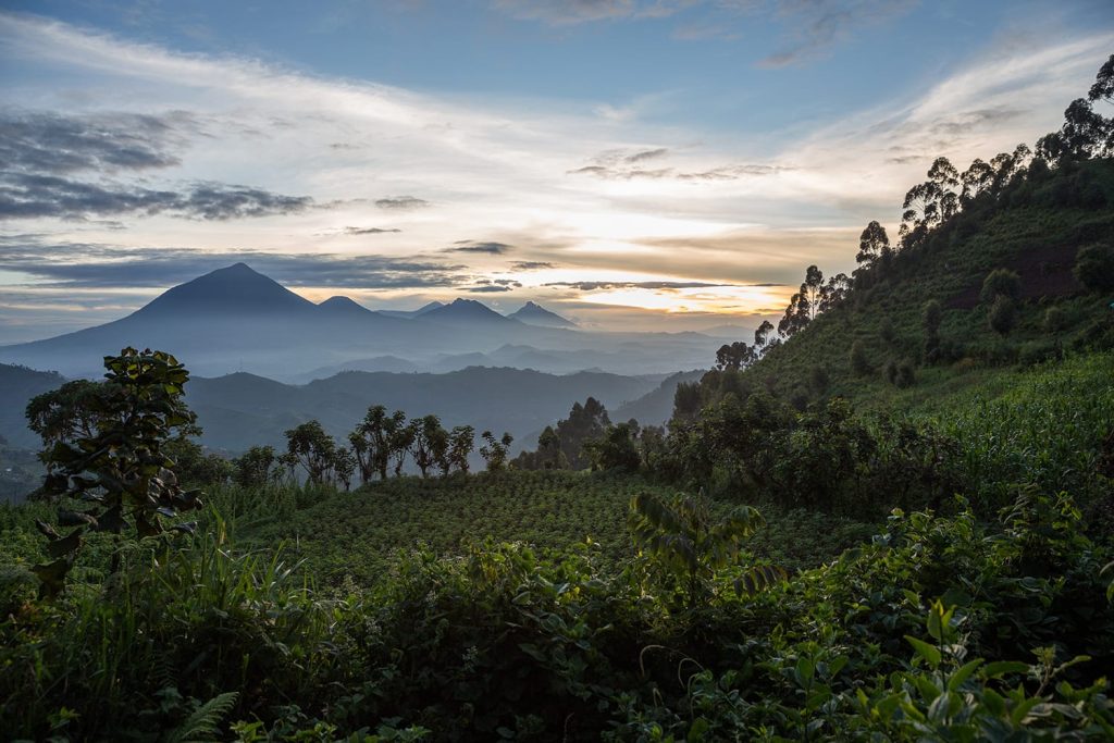 The Ultimate Guide to Gorilla Trekking in Africa (2023)