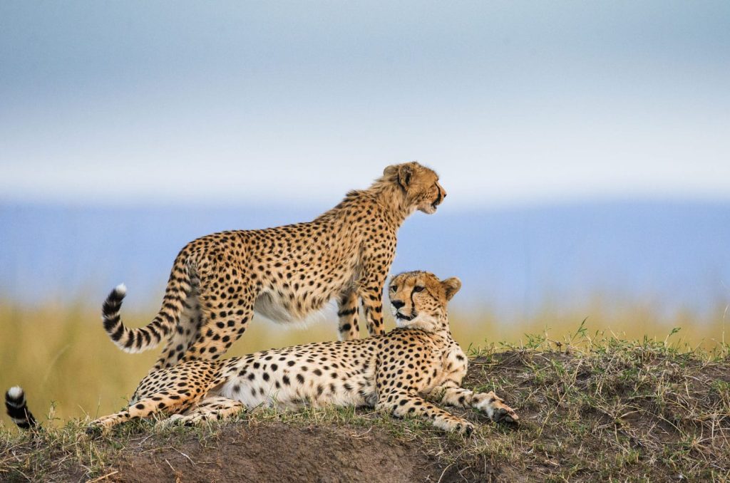 10 tujuan safari terbaik di Afrika