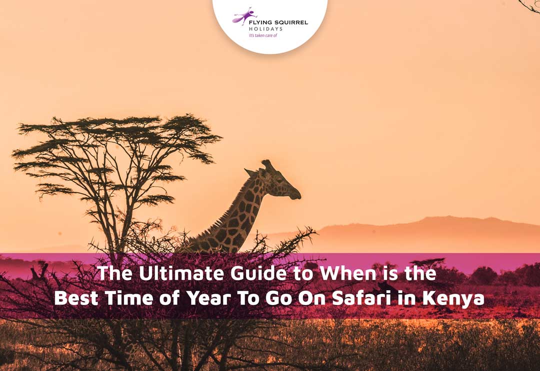 Panduan utama kapan waktu terbaik dalam setahun untuk melakukan safari di Kenya