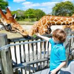 10 Best Zoos in Florida, USA