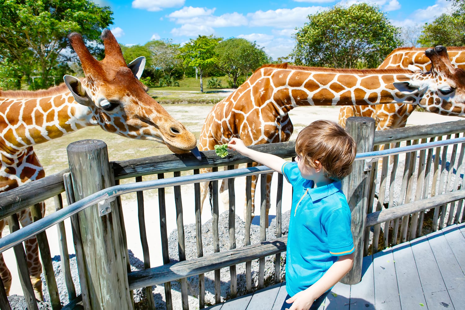 10 Best Zoos in Florida, USA