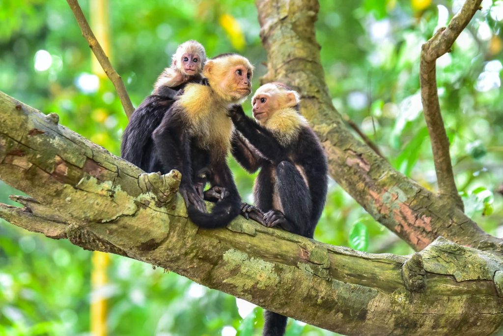 Panduan perjalanan utama ke Manuel Antonio, Kosta Rika