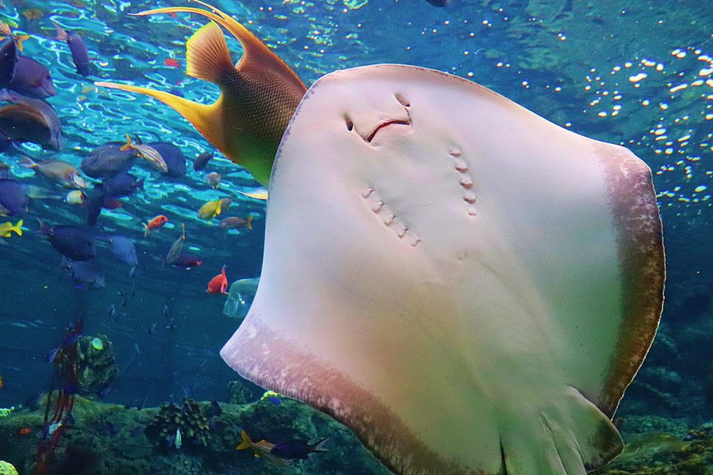 10 Best Aquariums in Florida, USA