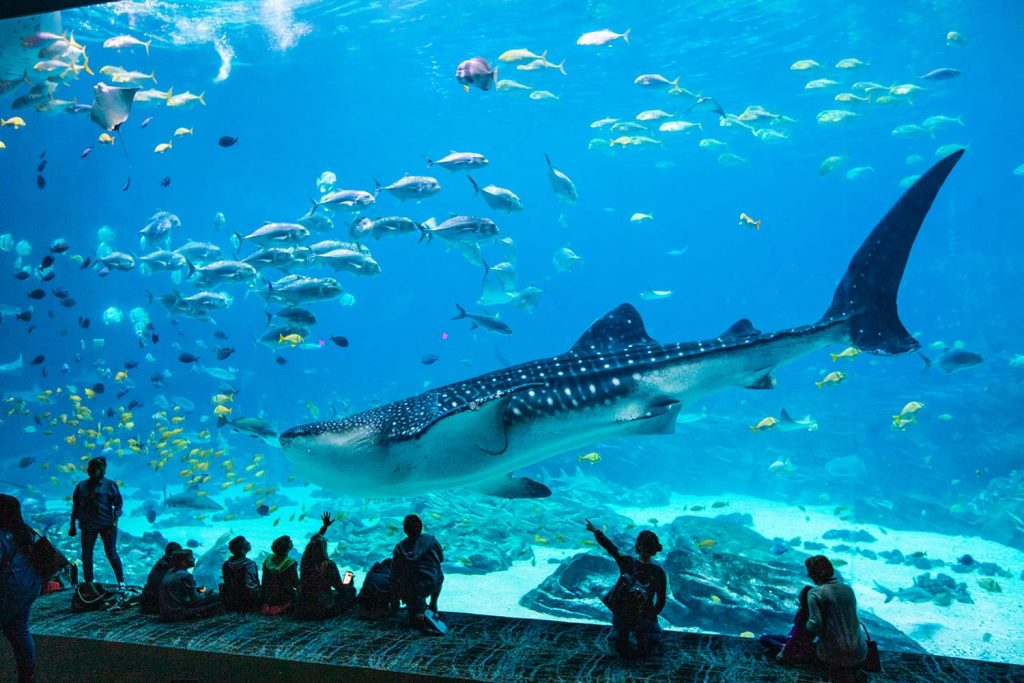 30 Best Aquariums in the US