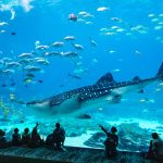 30 Best Aquariums in the US