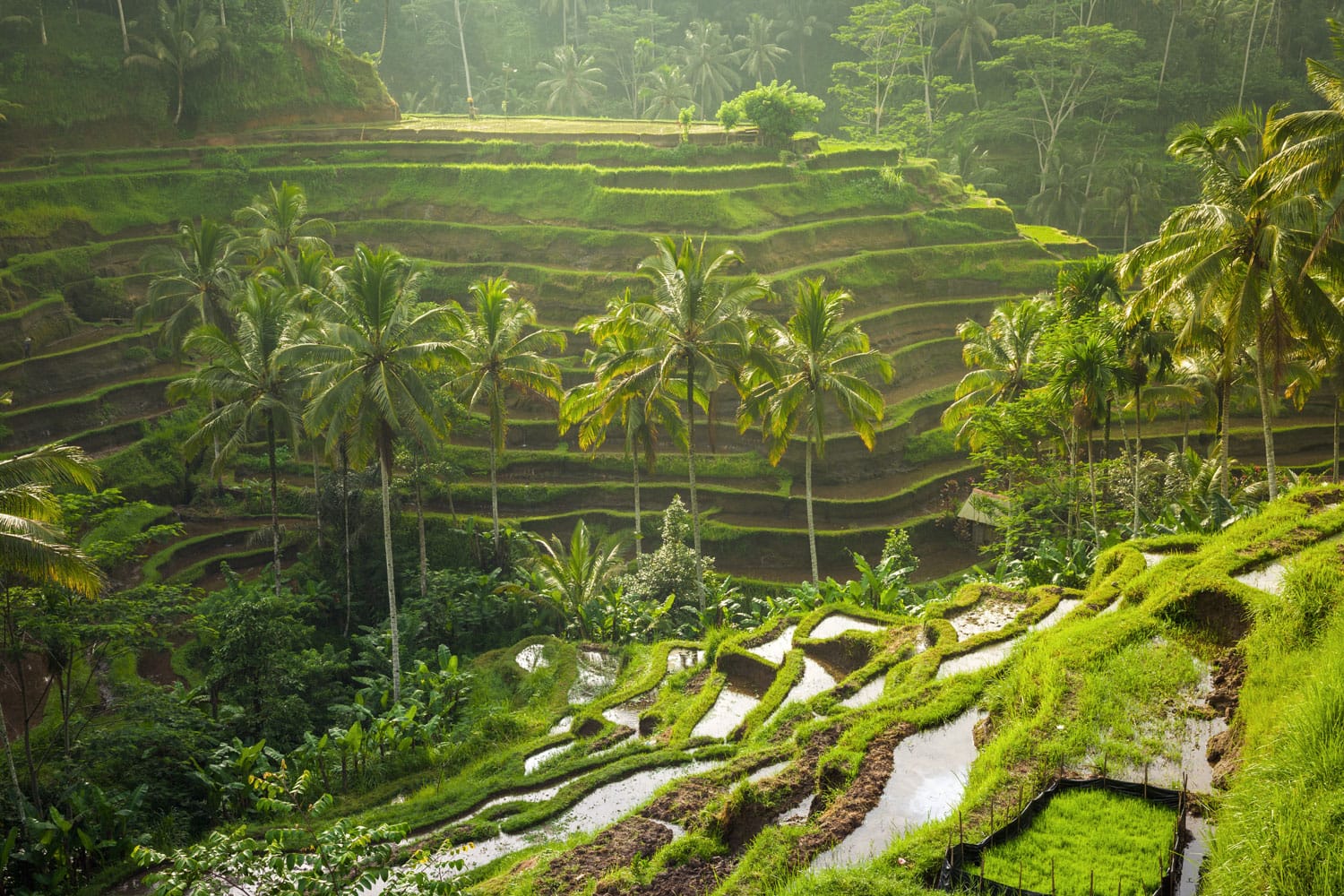 10 Days in Bali: The Perfect Bali Itinerary