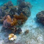 Ultimate Guide to Snorkeling Hol Chan Marine Reserve