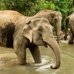 15 Best Things to Do in Koh Samui, Thailand