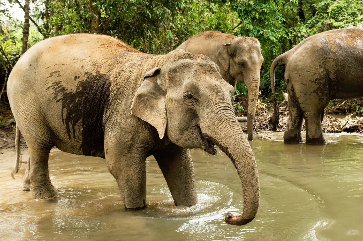 15 Best Things to Do in Koh Samui, Thailand