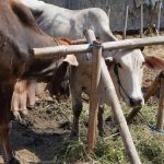 Hukum Memberi Upah Panitia Kurban dari Hewan Kurban » Nabawi Mulia