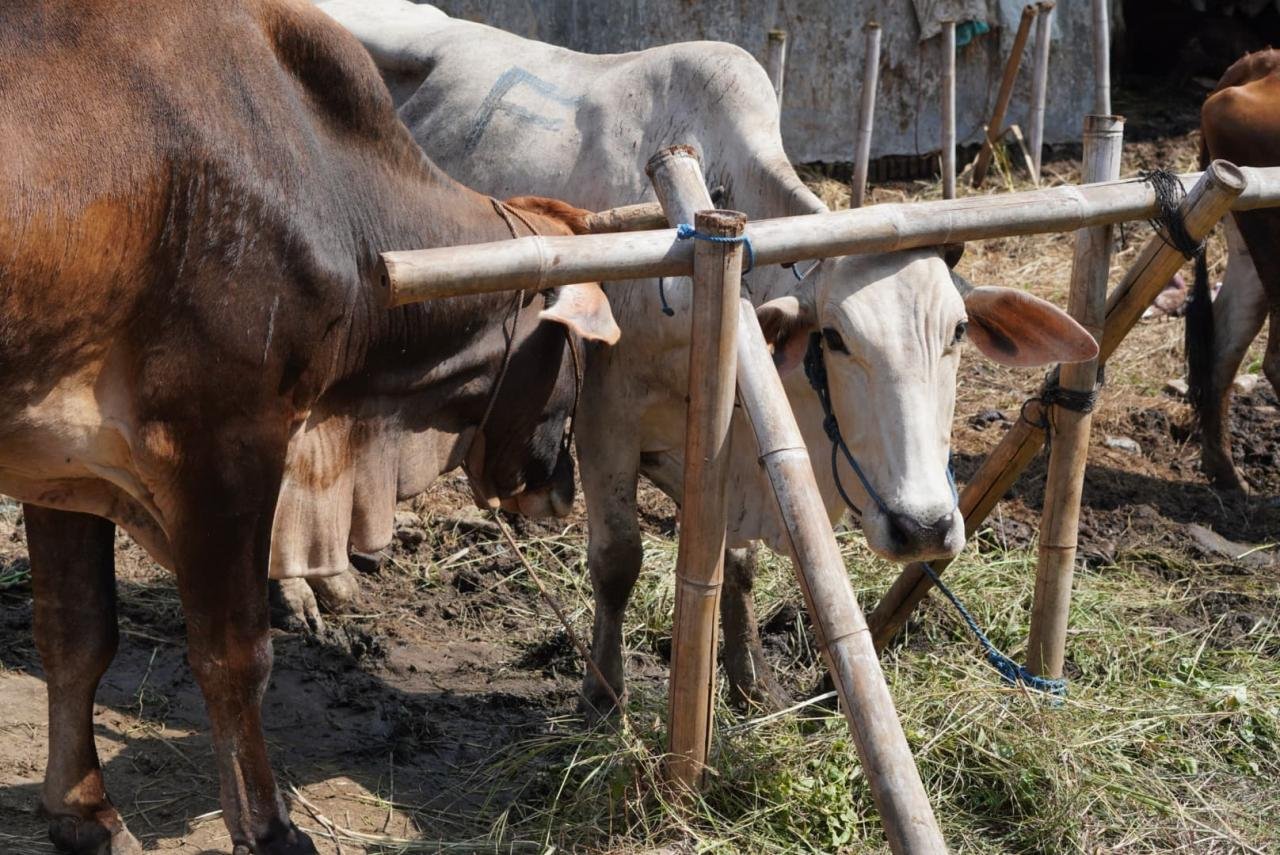 Hukum Memberi Upah Panitia Kurban dari Hewan Kurban » Nabawi Mulia
