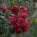 Bunga Musim Hujan | Tebuireng Online