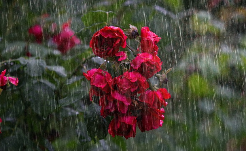 Bunga Musim Hujan | Tebuireng Online