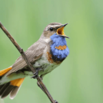 5 Cara Merawat Burung Kacer Dengan Baik Dan Benar – Koplo.Music.Blog