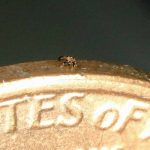 Insinyur Universitas Northwestern Ciptakan Robot Kepiting Terkecil Dunia – TechForID