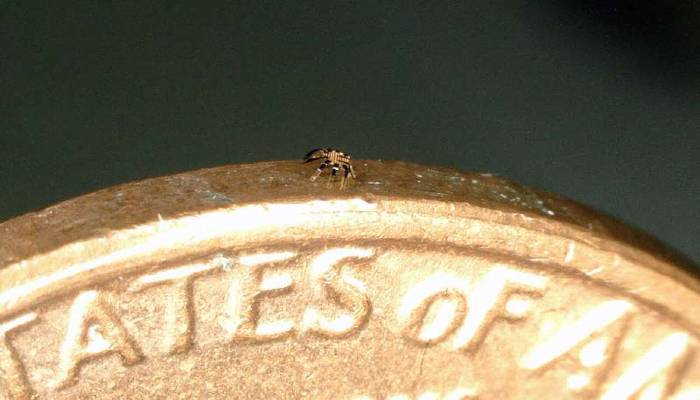 Insinyur Universitas Northwestern Ciptakan Robot Kepiting Terkecil Dunia – TechForID